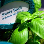 Tips for an Herb Garden